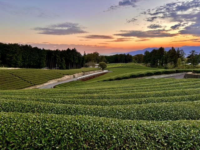 静岡県の風景：静岡茶